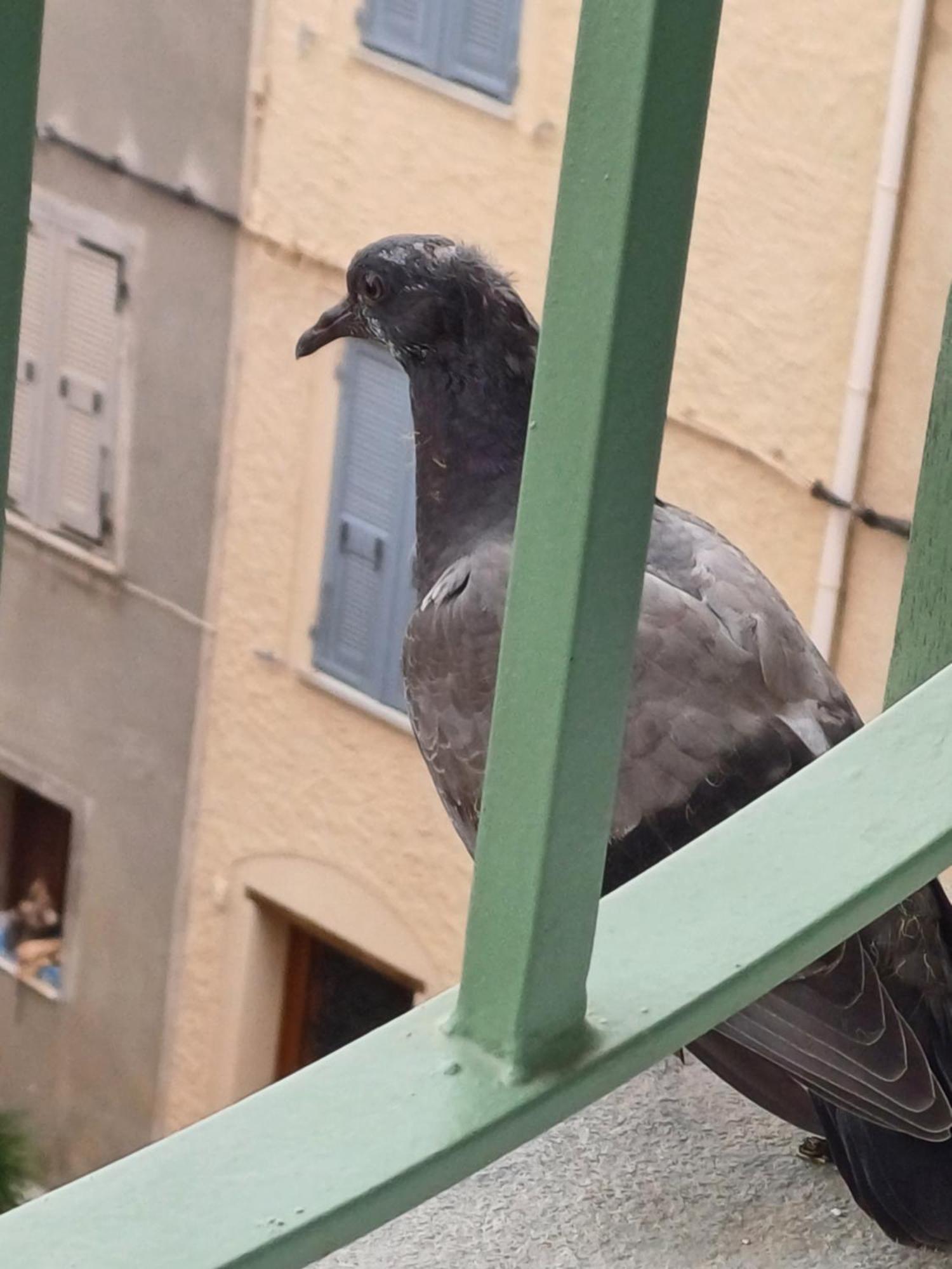 Casa Pernice Penta di Casinca Bagian luar foto